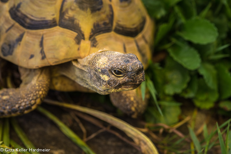 Schildkröte