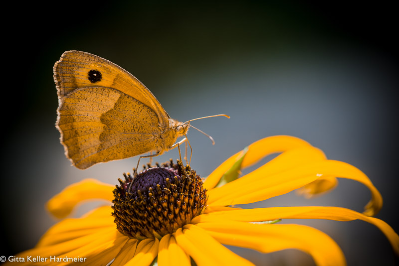 Schmetterling