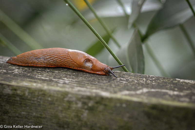 rote Schnecke